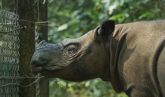 Tê giác Sumatra tuyệt chủng ở Malaysia sau cái chết của Iman