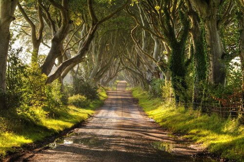 Đường cây sồi già Dark Hedges nằm dọc trên một con đường nhỏ yên tĩnh Bregagh, gần ngôi làng Armoy ở Bắc Ireland. Hàng cây sồi này được gia đình Stuart trồng từ thế kỷ XVIII với dự định tạo nên cảnh quan đẹp mắt nhằm gây ấn tượng với các vị khách đến dinh thự của mình. Hai thế kỷ sau, hàng sồi cổ thụ vẫn giữ được vẻ đẹp tuyệt vời của mình và trở thành một trong những kiệt tác thiên nhiên được chụp ảnh nhiều nhất ở vùng Bắc Ireland.