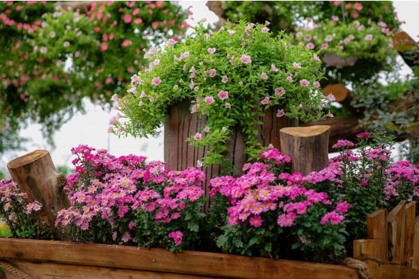 Trời nắng ấm nên các loài hoa nở rực rỡ sắc màu tạo nên không khí đậm chất mùa xuân