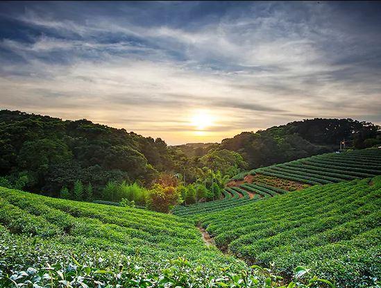 Thưởng trà và ngắm bình minh trên núi Maokong mang lại cảm xúc nhẹ nhàng, khó quên cho du khách.