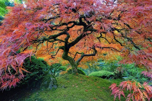 4. Cây thích Nhật Bản được trồng tại công viên Washington, Mỹ. Cây thích Nhật Bản được trồng tại công viên Washington, thuộc phía Tây thành phố Portland, tiểu bang Oregon, Mỹ, đẹp rực rỡ tựa mặt trời giữa rừng cây, là một trong những điểm thu hút du khách đến công viên Washington rộng hơn 22.000m2 ngắm cảnh và chụp hình.
