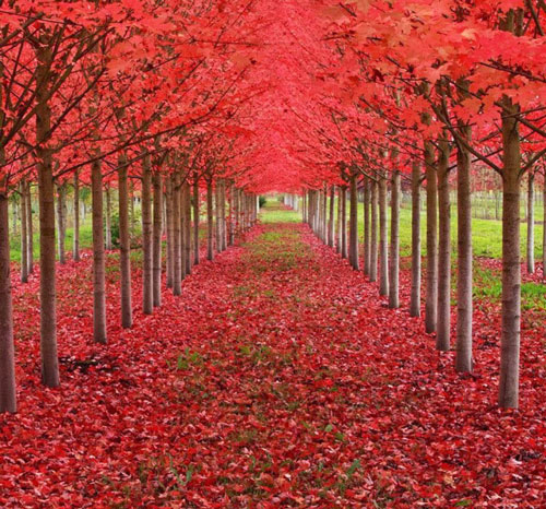 11. Rừng cây phong đỏ rực lá ở St. Louis, thuộc tiểu bang Oregon, Mỹ. Khi đi giữa con đường này, bạn sẽ ngỡ như mình đang đặt chân trên một tấm thảm đỏ đẹp mê hồn, đặc biệt là đi cùng người bạn yêu thương thì còn gì bằng, phải không?