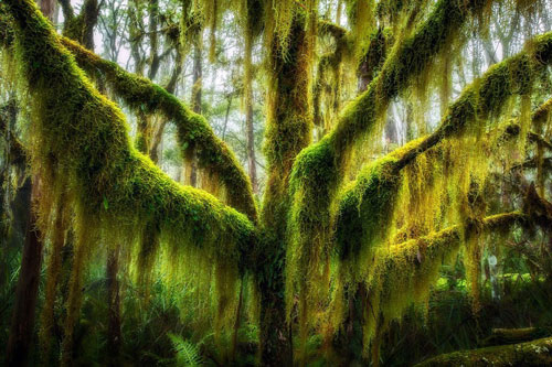 5. Cây sồi Nam cực phủ đầy rêu ở bang Oregon, Mỹ. Loài cây sồi này có nguồn gốc từ Chile và Argentina và phát triển mạnh ở vùng Bắc Thái Bình Dương của Mỹ.