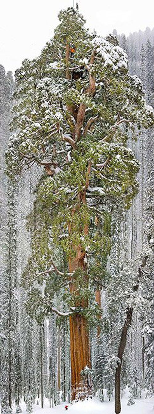 10. Cây cù tùng khổng lồ ở vườn quốc gia Sequoia, bang California, Mỹ. Cây cù tùng khổng lồ này tên là President, 3.200 năm tuổi và cao khoảng 75 mét, chu vi 28 mét, tương đương một tòa nhà cao 20 tầng, nằm ở vườn quốc gia Sequoia, California, Mỹ. Đây là cây cổ thụ lớn thứ ba trên thế giới sở hữu độ cao chọc trời. Đặc biệt, cây President là một trong những kỳ quan rất nổi tiếng của Mỹ.