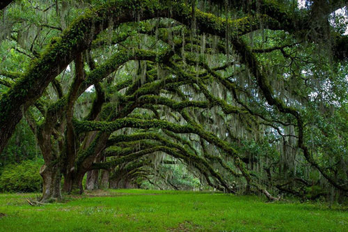14. Đại lộ cây sồi già ở Nam Carolina, Mỹ. Những cây sồi cổ thụ này được trồng từ năm 1790 tại con đường Sixie Plantation, thuộc bang South Carolina, Mỹ.