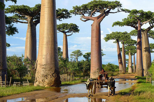 15. Cây bao báp ở Madagascar. Cây bao báp thuộc họ Gạo và là một trong tám loại cây đặc biệt chỉ sống ở Madagascar, châu Phi hoặc châu Úc. Cây bao báp có khả năng sinh tồn rất mạnh mẽ, ngay cả khi sống ở những nơi có điều kiện sống khắc nghiệt nhất. Nó được xem như biểu tượng cho những vùng đất khô cằn của châu Phi. Người dân nơi đây tận dụng thân cây khổng lồ của cây bao báp làm đồ chứa nước khi hạn hán.