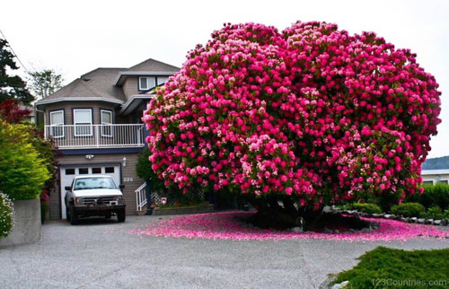 1. Cây đỗ quyên hơn 125 tuổi ở British Columbia, Canada. Được trồng trước một ngôi nhà ở Ladysmith – một thị trấn nhỏ trên đảo Vancouver, Canada, cây đỗ quyên này khiến bao người đi qua phải ngơ ngẩn vì sắc hồng rực của nó. Cây đỗ quyên này tồn tại hơn 125 năm, cao 7,6m, tán rộng khoảng 9m với những chùm hoa rực rỡ góp phần giúp ngôi nhà đẹp hơn nhiều lần.