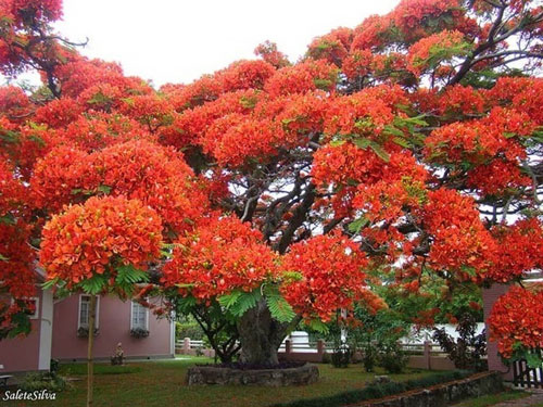 8. Cây phượng đỏ ở Brazil. Cây phượng đỏ rực rỡ này là loài cây đặc trưng của Madagascar nhưng nó cũng phát triển rất nhiều ở các vùng nhiệt đới trên khắp thế giới.