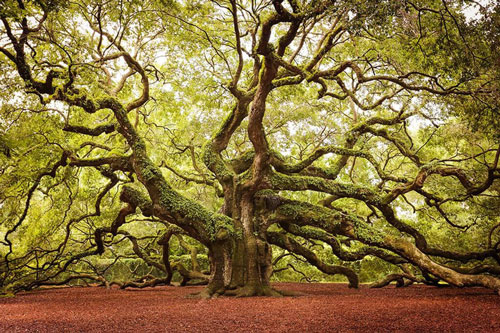 7. Cây sồi Thiên thần nằm trên hòn đảo John, bang South Carolina, Mỹ. Cây sồi 1.500 tuổi ở Charleston, Nam Carolina, Mỹ được biết đến như một câu chuyện cổ tích và là tài sản quý giá của nơi đây. Cây sồi Thiên thần này có chiều cao 20m, đường kính 8,5m và độ che phủ lên tới 1.600m2, nhánh cây dài nhất của nó có chiều dài 56m. Với tuổi thọ khoảng 1.400 đến 1.500 tuổi, cây sồi này được xem là một trong những sinh vật sống lâu đời nhất ở phía bờ đông của dòng sông Mississippi, Mỹ