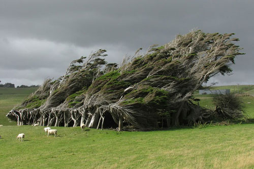3. Cây bão táp ở Slope Point, phía Nam New Zealand. Loài cây bão táp này có hình dạng rất độc đáo, chúng mọc xoắn lại với nhau và xuôi theo một chiều, do luôn phải oằn mình chịu những trận gió khốc liệt và lạnh lẽo từ Nam cực thổi tới.