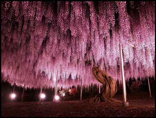 Cây tử đằng khổng lồ 144 năm tuổi này nằm tại công viên Ashikaga, tỉnh Tochigi, Nhật Bản, không phải là cây tử đằng lớn nhất thế giới nhưng cũng đủ khiến du khách bị choáng ngợp khi tán cây trải rộng trên diện tích 1.990m2 và được trồng từ khoảng năm 1870.