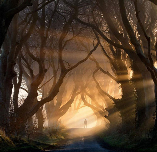 16. Đường cây sồi già Dark Hedges gần ngôi làng Armoy ở Bắc Ai-len. 