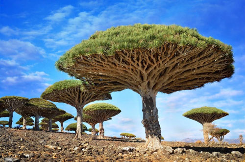 9. Cây máu rồng (Dragonblood tree) mọc trên quần đảo Socotra, Yemen. Loài cây máu rồng (Dragonblood tree) này có hình thù kỳ lạ trông giống như một chiếc ô khổng lồ. Sở dĩ nó có cái tên đáng sợ này là do nhựa cây màu đỏ thẫm giống như màu máu. Trước kia, nhựa cây máu rồng rất hữu ích được dùng làm thuốc nhuộm và chữa bệnh trong các bài thuốc dân gian. Ngày nay, nhựa cây máu rồng được dùng chủ yếu để làm sơn và nước bóng.