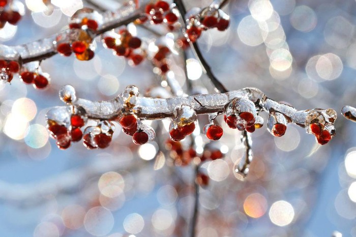 Quả Holly "đóng băng" trong cái lạnh giá của mùa đông ở Nyack, New York, Mỹ.