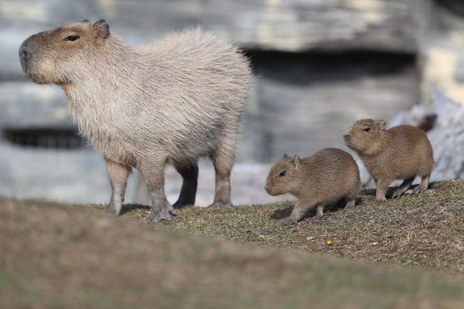 Chuột Capybara (ảnh: The Atlantic)