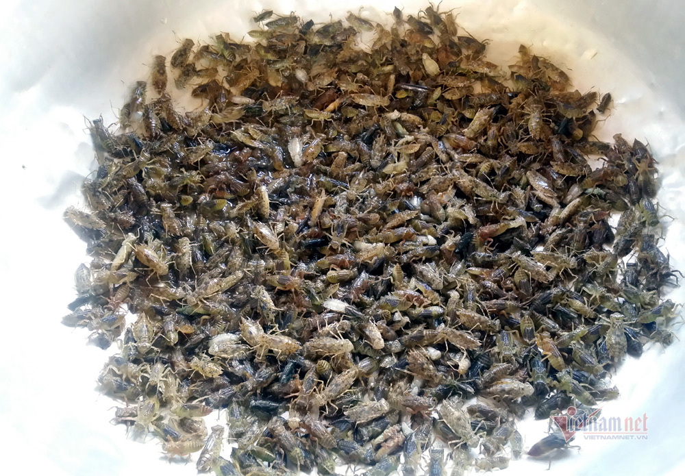 Chuồn chuồn nước (xin cơm).