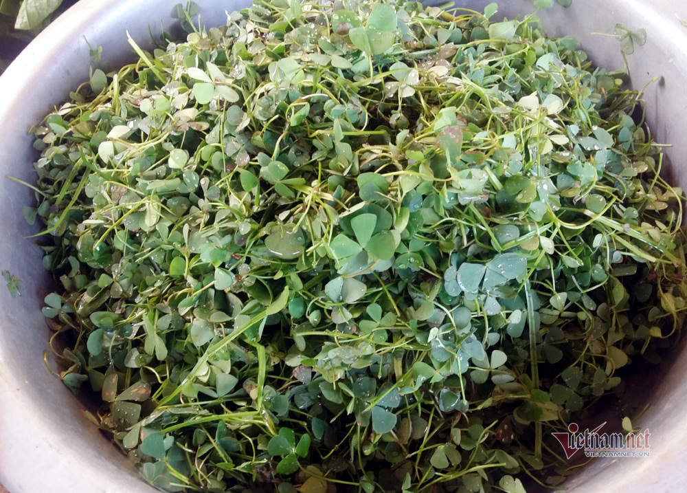 Rau bợ