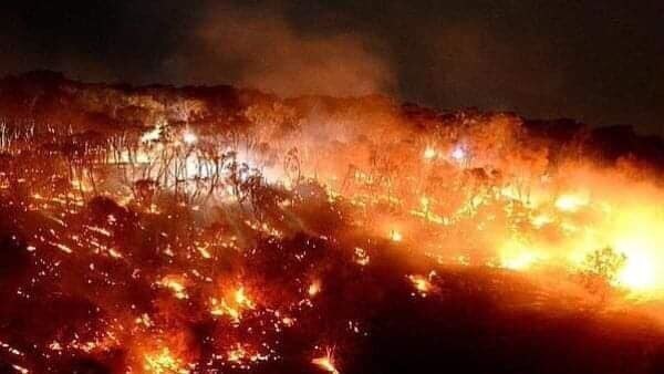 Theo đài CNBC, đợt cháy rừng năm nay đã biến một khu vực rộng lớn ở miền Nam Australia trở thành vùng đất chết, quét sạch nửa tỷ động vật bao gồm các loài có vú, bò sát và chim.