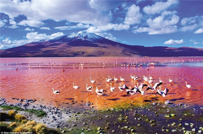 Chim hồng hạc tìm kiếm thức ăn dưới hồ muối giữa sa mạc Atacama ở Chile. Đây là hồ muốn lớn thứ ba trên thế giới. (Nguồn: Daily Mail)