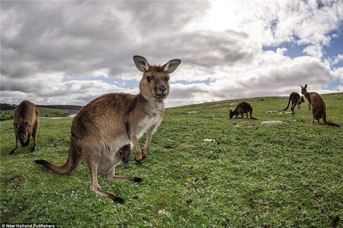 Đàn kangaroo nhởn nhơ gặm cỏ trên thảo nguyên xanh mướt ở miền nam Australia. (Nguồn: Daily Mail)
