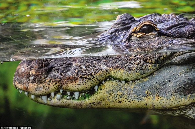 Cận cảnh hàm răng sắc nhọn của một con cá sấu nước mặn trong vườn quốc gia Kakadu ở Northern Territory, Australia. (Nguồn: Daily Mail)