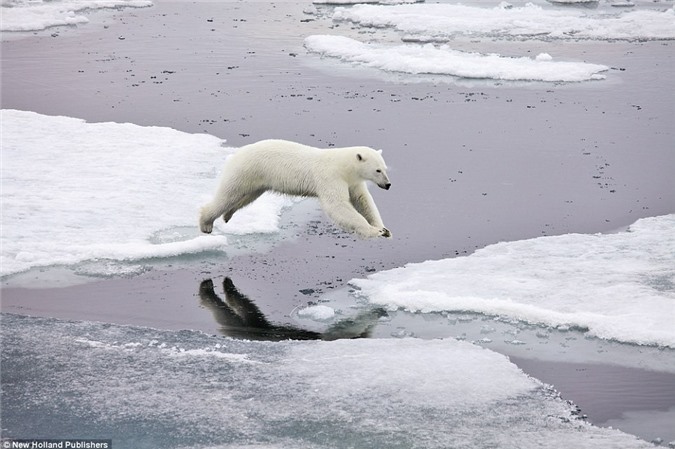 Gấu bắc cực nhảy qua nước lạnh giữa hai tảng băng gần đảo Svalbard ở Na Uy. (Nguồn: Daily Mail)