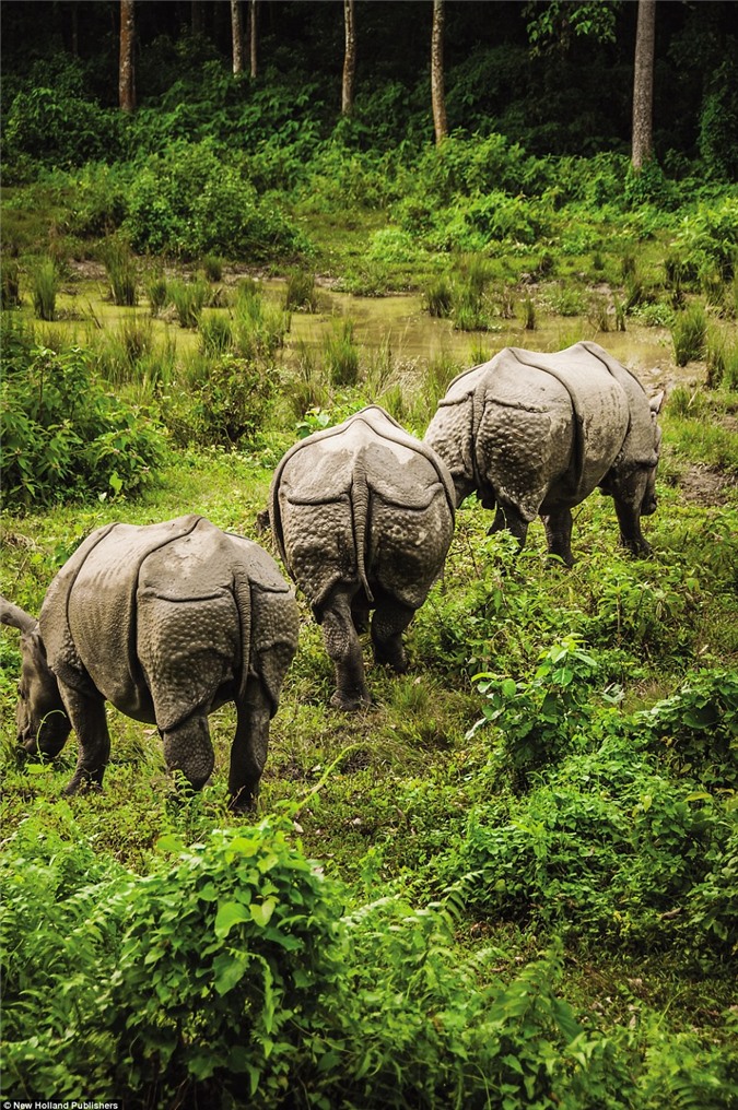 Tê giác một sừng tự do kiếm ăn trong vườn quốc gia Royal Chitwan ở Nepal. Đây là một trong những khu vực bảo vệ tê giác một sừng lớn nhất thế giới. (Nguồn: Daily Mail)