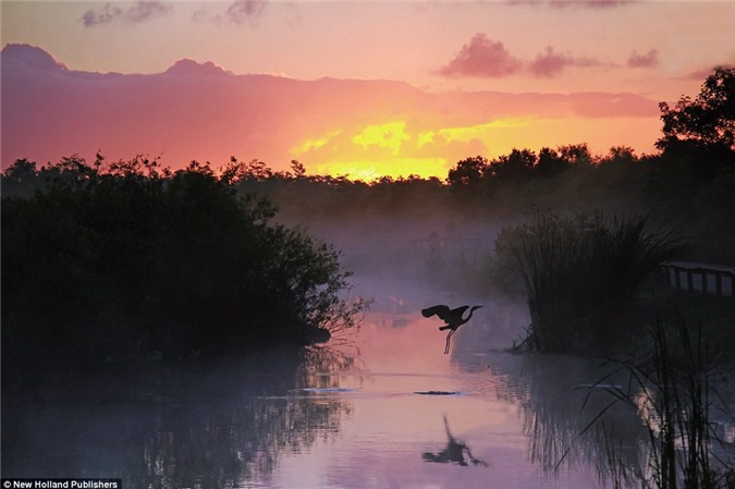 Con chim cất cánh bay lên khi phát hiện cá sấu dưới mặt nước tại một đầm lầy ở bang Florida, Mỹ. (Nguồn: Daily Mail)