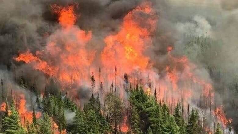 Những vạt rừng lớn đang cháy ngùn ngụt.