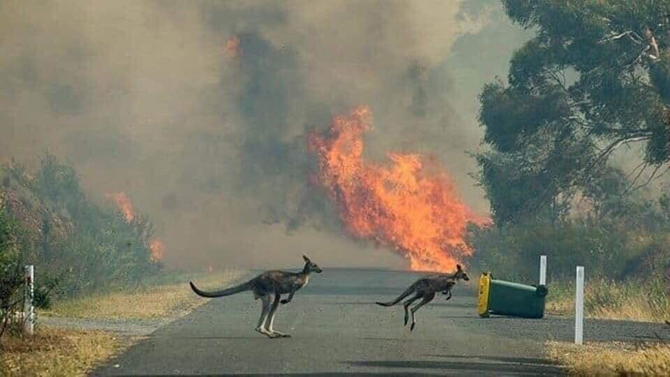 Hai chú chuột túi đang chạy trốn lửa rừng, băng qua một con đường để tìm nơi an toàn.