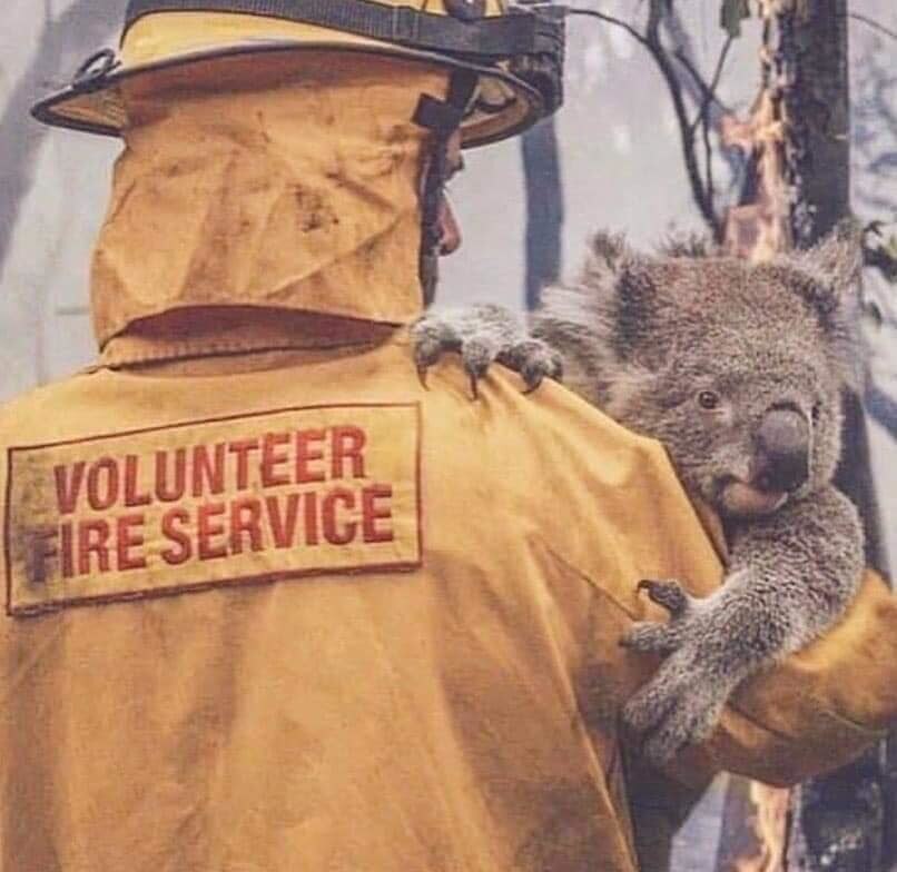 Lực lượng cứu hỏa tình nguyện đang giúp một chú gấu túi sau khi lửa rừng càn quét qua nơi sinh sống của nó.