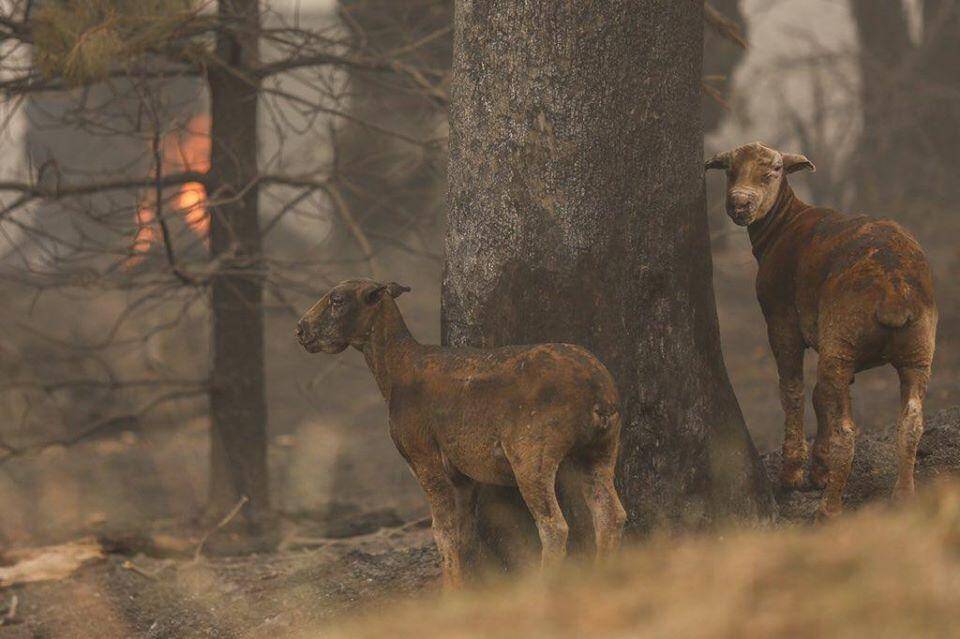 Những con cừu của nông dân bị cháy hết lông và bị bỏng nặng đang đứng chơ vơ ở một vạt rừng sau đám cháy.