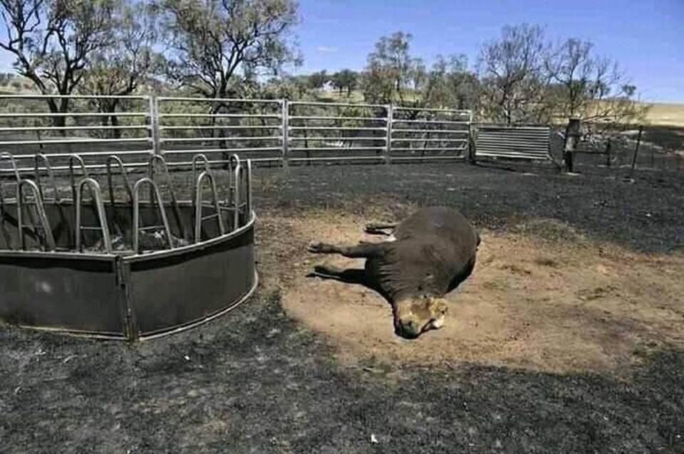 Một con bò sữa của nông dân Australia bị chết cháy ngay trong một khu trại.