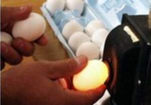 Trứng gà ung có phải Viagra cho đàn ông?