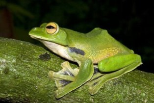 Phát hiện loài ếch có thể bay trên ngọn cây