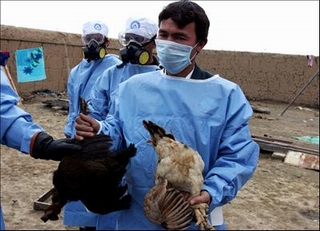 Cúm H5N1 có nguy cơ tái bùng phát