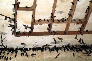 Hàng nghìn con chim yến nuôi chết vì nhiễm cúm H5N1