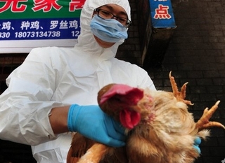 Việt Nam chưa có ca nhiễm cúm H7N9