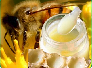 Sữa ong chúa - thực phẩm chữa nhiều bệnh