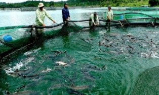 4 tuyến đường đi của cá tầm nhập lậu vào Việt Nam