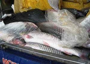700 kg cá trắm nghi từ Trung Quốc tấn công thủ đô