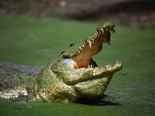 Bất lực nhìn cá sấu nuốt một thanh niên 24 tuổi