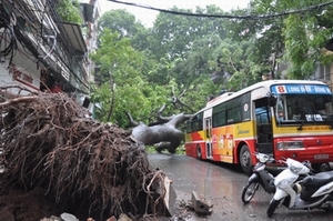 Hà Nội: Cây đổ đè bẹp xe buýt trên phố Bà Triệu