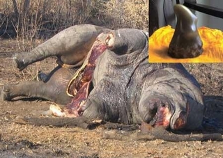 Đừng để bị lừa về tác dụng của sừng tê giác