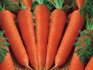Cà rốt tốt cho gan và tiêu hóa