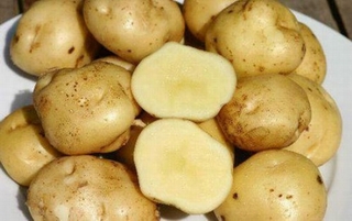 Tác dụng chữa bệnh không ngờ của khoai tây