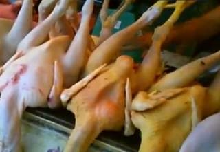 Kết quả kiểm tra gà thịt sẵn nghi có phẩm màu