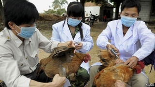 Chủ động ứng phó dịch bệnh do cúm A(H7N9)