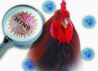 Đã có 387 ca nhiễm cúm A H7N9
