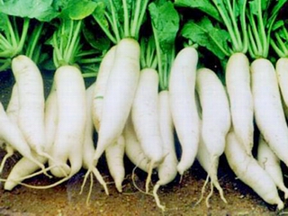Củ cải trắng không nên ăn với thực phẩm nào?